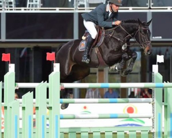 Springpferd Black Jack (Holsteiner, 2009, von Canturano I) Springpferd Black Jack (Holsteiner, 2009, von Canturano I)