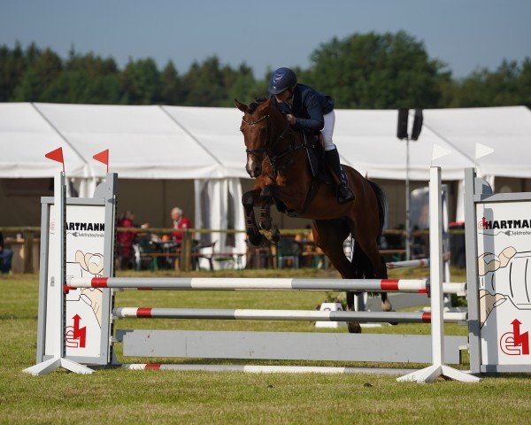 Springpferd Landcrack's Sam (Oldenburger Springpferd, 2020, von Lamberk's Lord Landcrack)