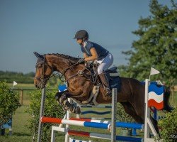 jumper Viodora 3 (Hanoverian, 2008)