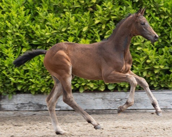 horse Donaufürst (Trakehner, 2023, from Integer)