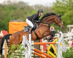 Springpferd Lasse (Deutsches Sportpferd, 2016, von Lahnstein 4)