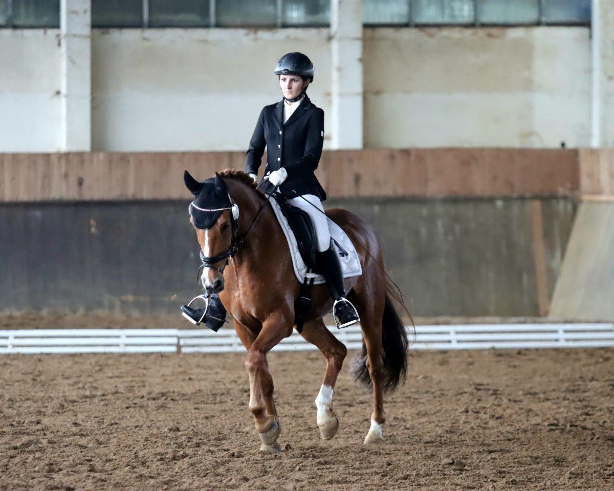 Dressage horse Pentagon's Primetime (German Riding Pony, 2010, from FS Pentagon)