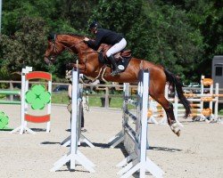 jumper Kaluna 12 (Holsteiner, 2017, from Loveless)