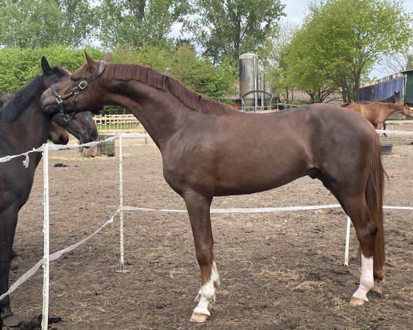 horse Borneo AK (Oldenburg, 2021, from Bellany)