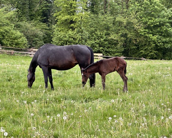 Zuchtstute Santanas Sunshine (Westfale, 2024, von Sir Escolar)