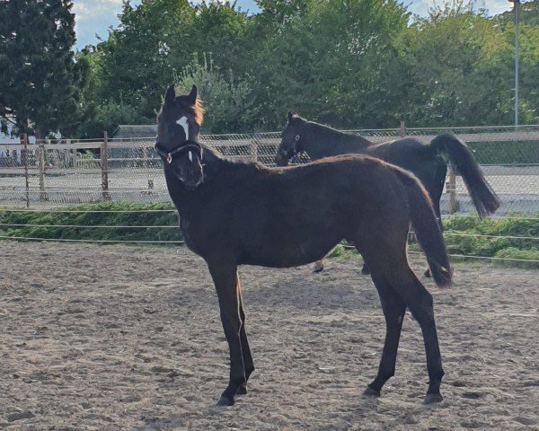 horse Zazou P (Oldenburg, 2023, from Blue Hors Zackerey)