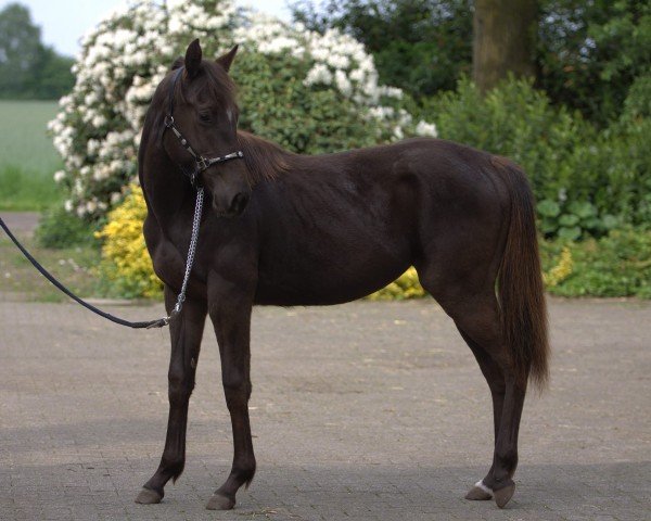 horse Moonlights Dark Angel (Quarter Horse,  , from Moonlight Bandit)