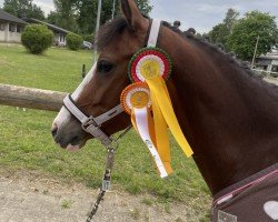 dressage horse Lescada 10 (German Riding Pony, 2019, from New Classico)