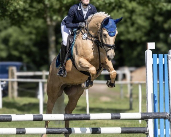 dressage horse Goldener Diamant P (German Riding Pony, 2016, from HET Golden Dream)