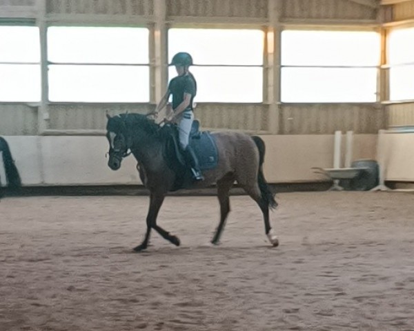 horse Donnerwetter 95 (German Riding Pony, 2020, from D'Accord T 3)
