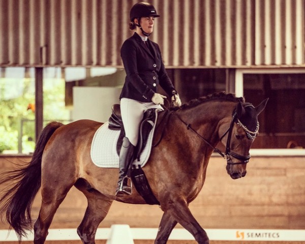 dressage horse Rando 30 (German Sport Horse, 2011, from Ramiro's Son II)