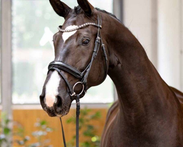 horse Serenity (Hanoverian, 2020, from Secret)