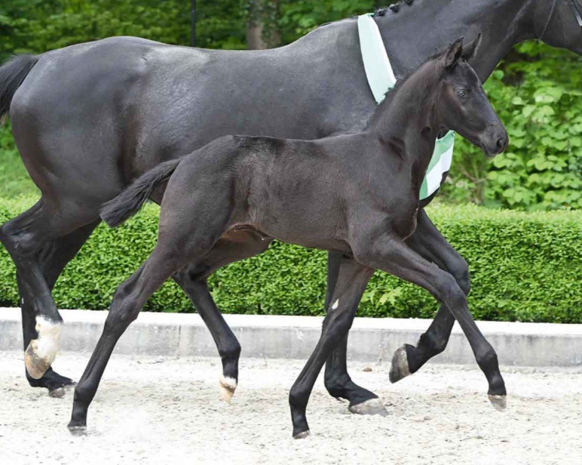 Pferd St. Diamant (Hannoveraner, 2024, von St. Emilion)