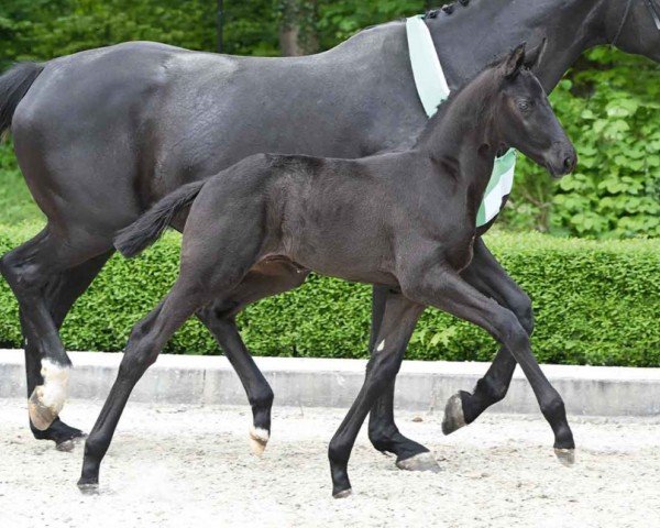 horse St. Diamant (Hanoverian, 2024, from St. Emilion)