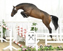 stallion Chartango (Hanoverian, 2021, from Charthago Blue OLD)