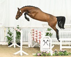 stallion Chawonix (Hanoverian, 2021, from Chacoon Blue)