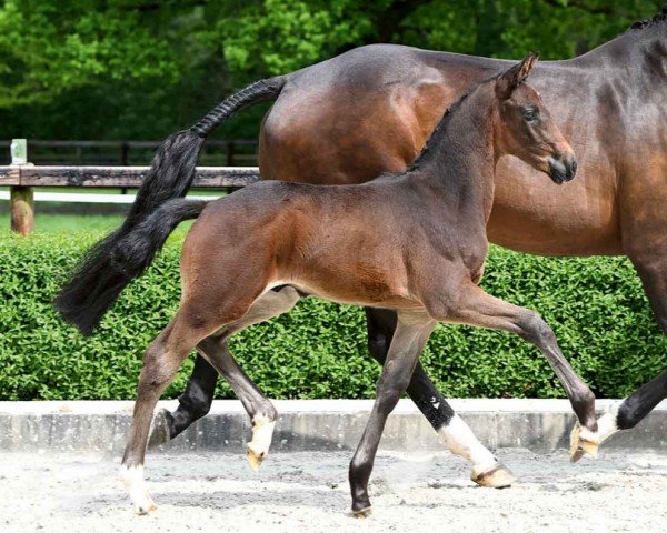 horse Sea the Moon (Hanoverian, 2024, from St. Emilion)