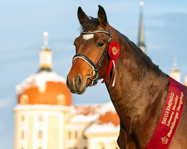 stallion Elbstern (Sachs-door. Heavy Warmbl., 2021, from Elbcapitän)