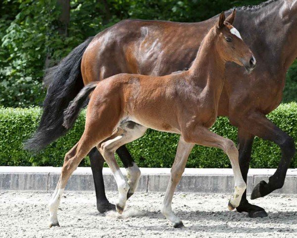 horse Eisblume (Hanoverian, 2024, from Escaneno)