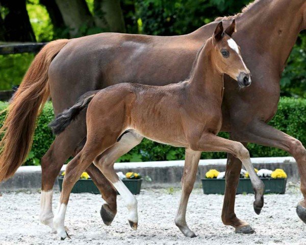 horse Einsame Spitze (Hanoverian, 2024, from Escaneno)