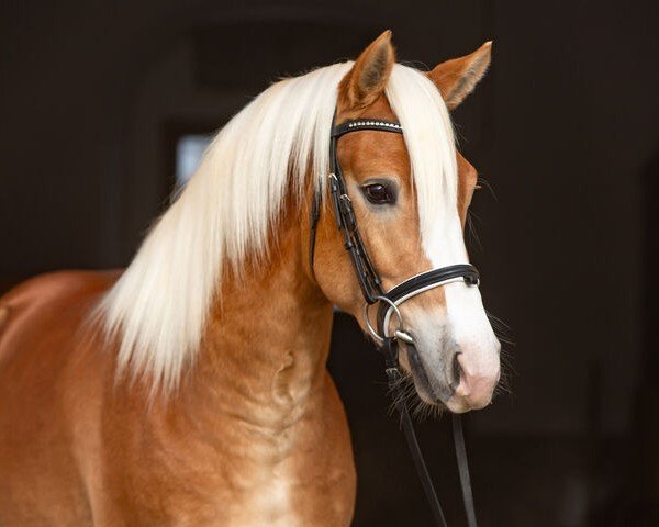 Deckhengst Elegant (Edelbluthaflinger, 2021, von Exponent (54,69% ox))