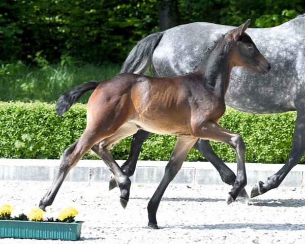 horse Sevilla (Westphalian, 2024, from St. Emilion)