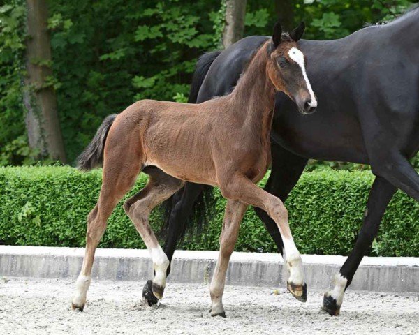 horse Eisenherz (Hanoverian, 2024, from Escaneno)