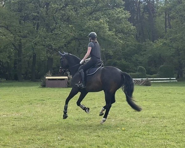 horse Berti (Westphalian, 2014, from Rock Forever NRW)