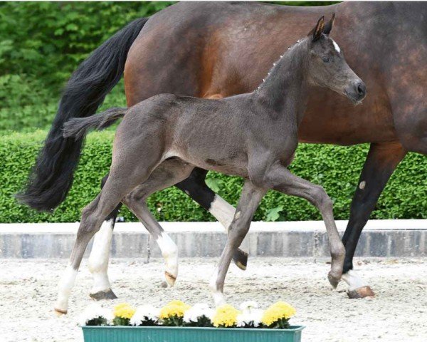 horse Sommerwind (Hanoverian, 2024, from St. Emilion)