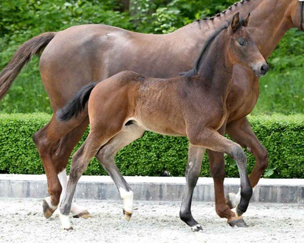 horse Scooby Doo (Hanoverian, 2024, from St. Emilion)