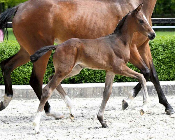horse Eiskönigin (Hanoverian, 2024, from Escaneno)