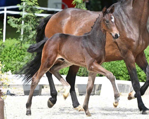 horse Sunday Surprise (Oldenburg, 2024, from St. Emilion)