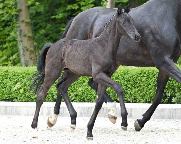 horse Sanitos (German Sport Horse, 2024, from St. Emilion)