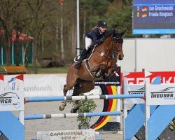 jumper Turandot Rd (Hanoverian, 2016, from Tangelo van de Zuuthoeve)