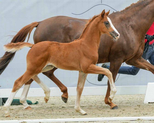 horse Batea HA (Westphalian, 2024, from Callaho's Benicio)