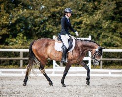eventing horse Last Hero 5 (German Sport Horse, 2020, from Last Man Standing)