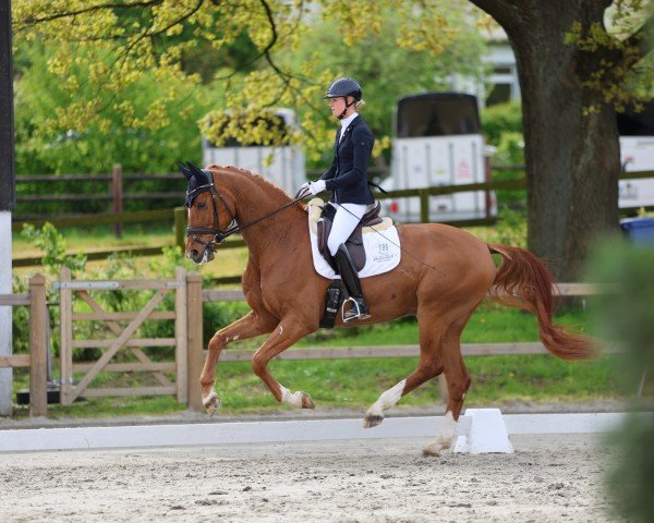 Dressurpferd Segafredo 4 (Oldenburger, 2019, von Secret) Dressurpferd Segafredo 4 (Oldenburger, 2019, von Secret)