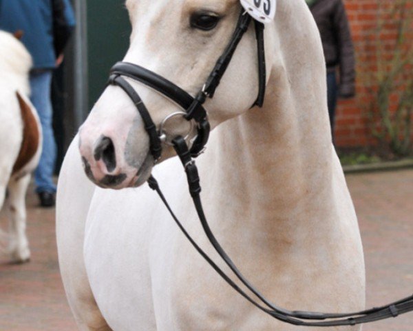 Springpferd Manchester United (Deutsches Reitpony, 2008, von The Braes My Mobility)