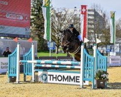 jumper Suletu (KWPN (Royal Dutch Sporthorse), 2015, from Dakar VDL)
