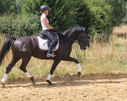 Pferd Pantera S (Österreichisches Warmblut, 2017, von Dragon Fly)