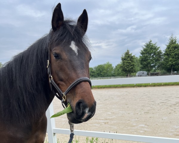 horse Nikkei (German Riding Pony, 2020, from Nemax)