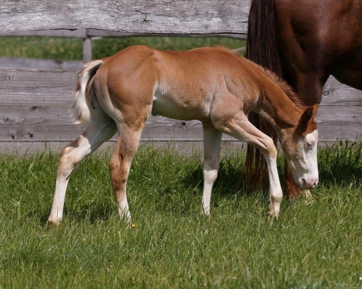 horse Einsteins Great Gun (Quarter Horse, 2024)