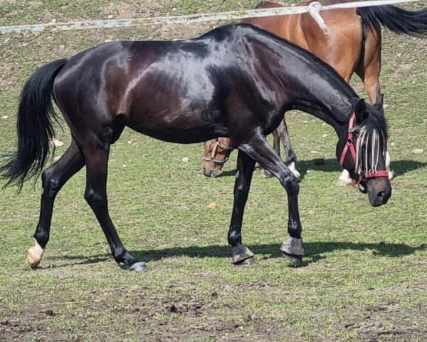 broodmare Sakura (Trakehner, 2019, from Speedway 7)