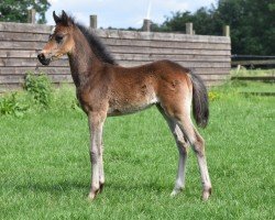 horse Cornetto's Cute Holly vom Derkingshof (German Riding Pony, 2024, from Cornetto KV)