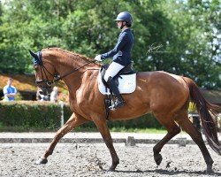 dressage horse Zirkons Zirka (German Sport Horse, 2015, from Zirkon 8)