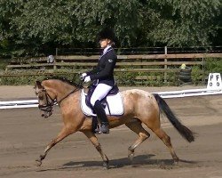 broodmare Sonjador 4 (Welsh-Pony (Section B), 2006, from Tobi)