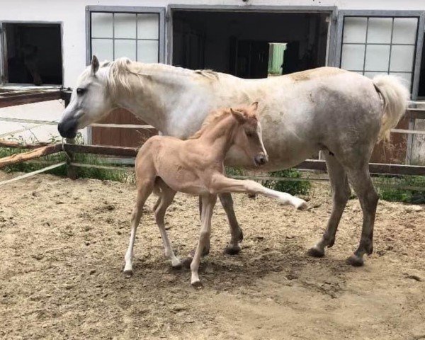 horse Buchenhof's Comtessa C'est La Vie (German Riding Pony,  , from Cashcode)