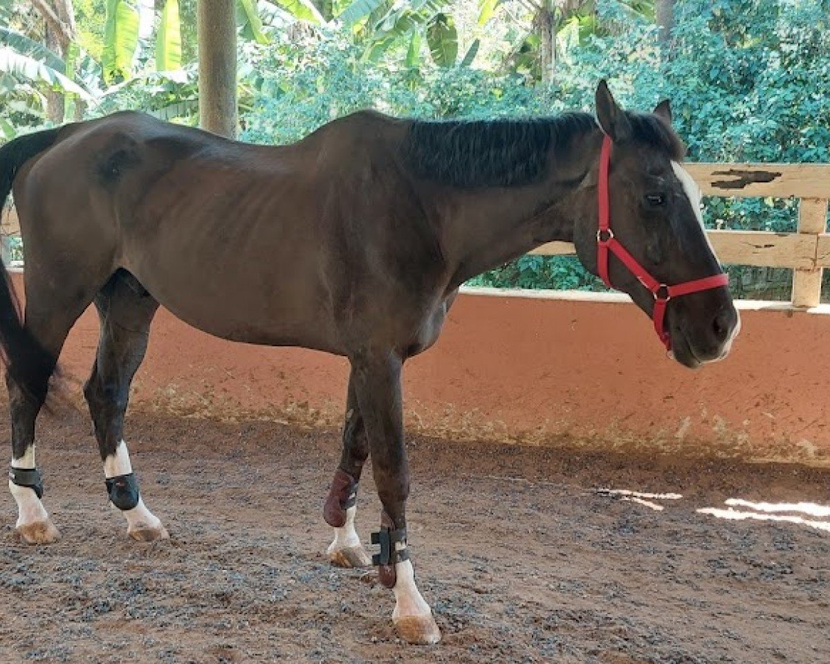 Pferd Graf Lanthan (Hannoveraner, 1998, von Graf Grannus)