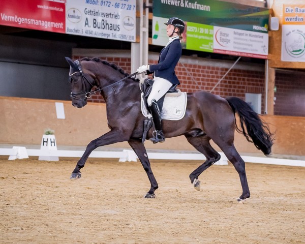 dressage horse Ferrero Gold M (Oldenburg, 2017, from For Romance I)