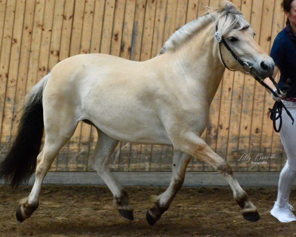 broodmare Natka (Fjord Horse, 2021, from Trollfin)